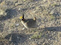 image of prairie_chicken