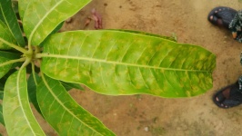 image of fruit_and_vegetable