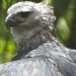 image of harpy_eagle #13