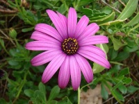 image of daisy