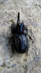 image of rhinoceros_beetle #2