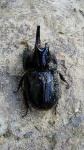 image of rhinoceros_beetle