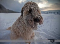 image of wheaten_terrier #19
