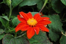 image of flower