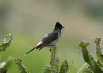 image of bulbul
