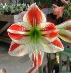 image of flower