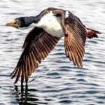 image of bird