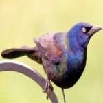 image of bird