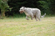 image of irish_wolfhound