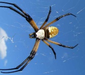 image of black_and_gold_garden_spider #7