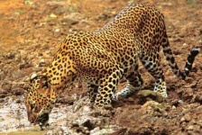 image of jaguar_car