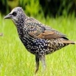 image of bird