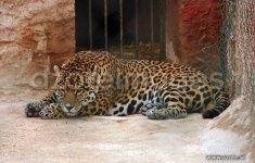 image of jaguar_car