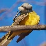 image of bird