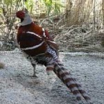 image of bird
