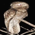 image of bird