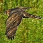 image of bird