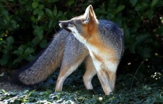 image of grey_fox