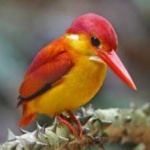 image of rufous_kingfisher #30