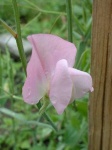 image of flower