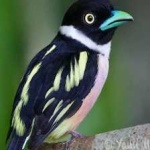 image of bird