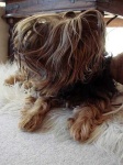 image of silky_terrier #20