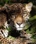 image of jaguar_car