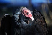 image of vulture