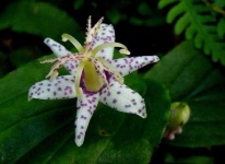 image of flower