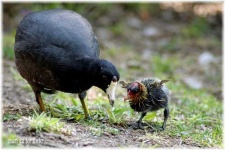 image of american_coot