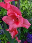 image of flower