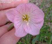 image of flower
