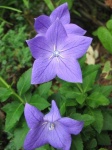 image of flower