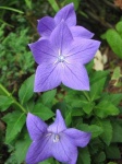 image of balloon_flower #4