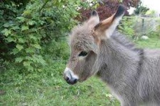 image of donkey #23