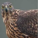 image of northern_goshawk