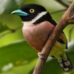 image of bird