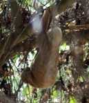 image of three_toed_sloth