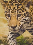 image of jaguar_car