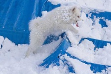 image of samoyed
