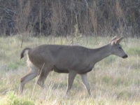 image of animal