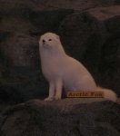 image of arctic_fox