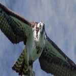 image of bird