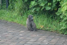 image of baboon #24