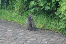 image of baboon