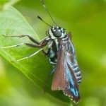 image of animal