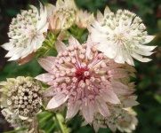 image of flower