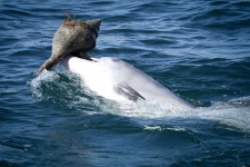 image of dolphin