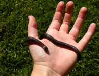 image of ringneck_snake #6