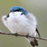 image of bird
